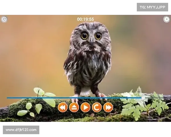 猫头鹰 攻略 猫头鹰 攻略